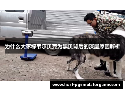 为什么大家称韦尔贝克为黑贝背后的深层原因解析